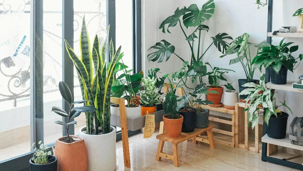 Plante de interior care ar putea să-ți îmbunătățească sănătatea, potrivit experților