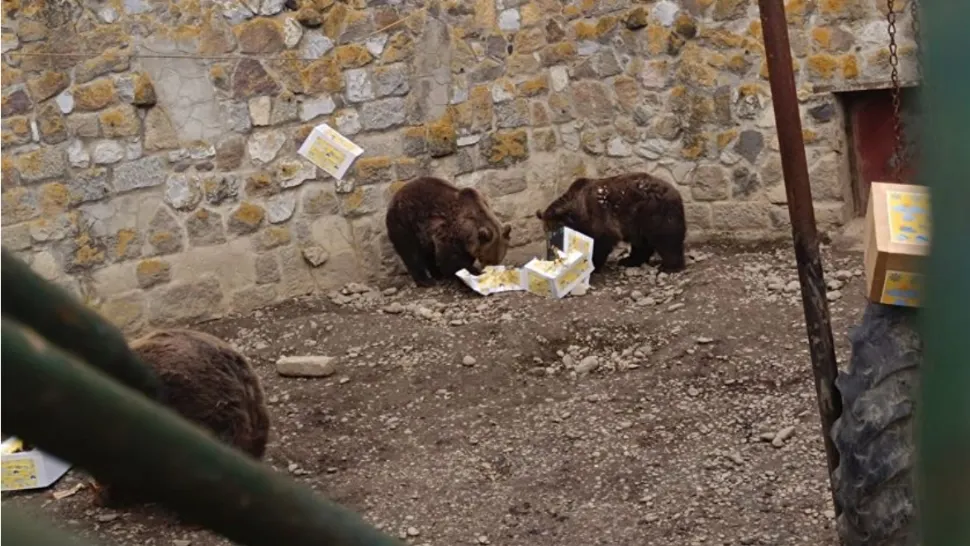 Urșii de la o Grădina Zoologică din România au ieșit din bârlog. „Cred că primăvara e aproape”