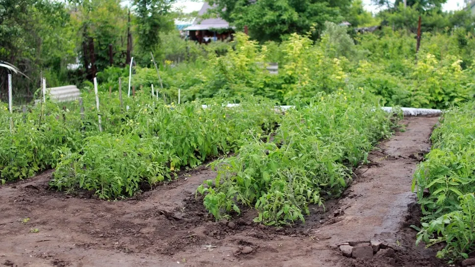 Legumele pe care le poți planta în grădină, în luna aprilie. Secretul grădinarilor pentru o recoltă bogată 