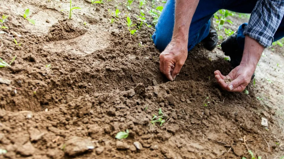 Ce trebuie să plantezi în grădină toamna. Sunt rezistente la frig și vor crește în primăvara ce urmează