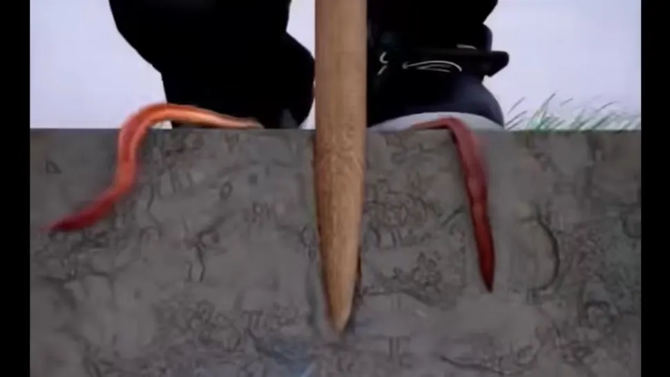 Cum chemi râmele din pământ fără să te murdărești? Trucul care i-a înnebunit pe pescari - VIDEO