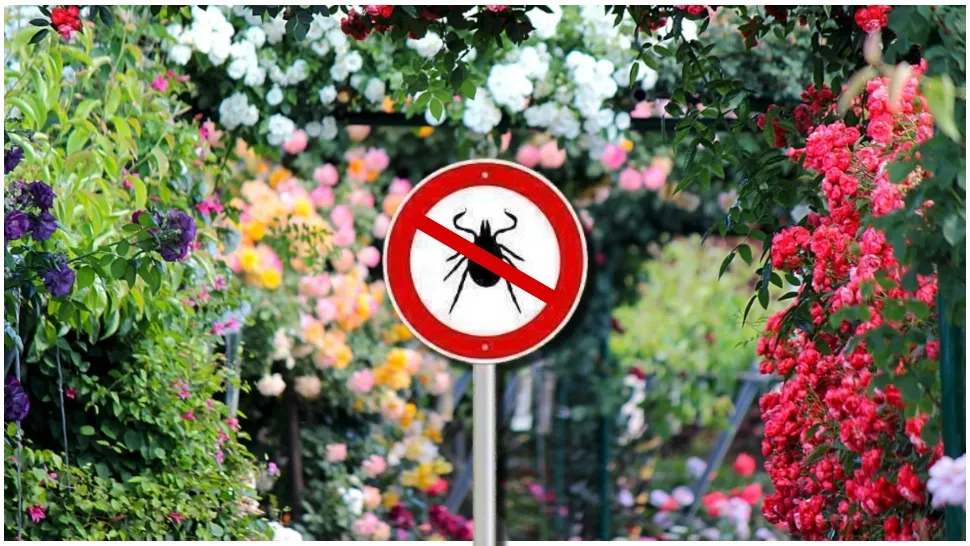 Plantele care țin căpușele la distanță de curtea sau grădina ta. Sunt parfumate și extrem de eficiente 