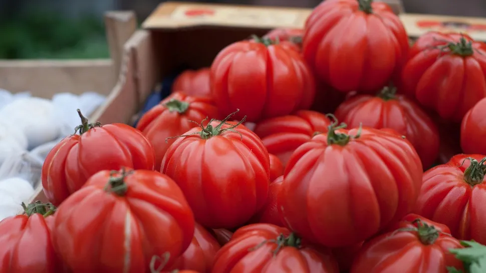 Ce trebuie să pui la rădăcina roșiilor ca să ai parte de o recoltă bogată pe tot parcursul sezonului