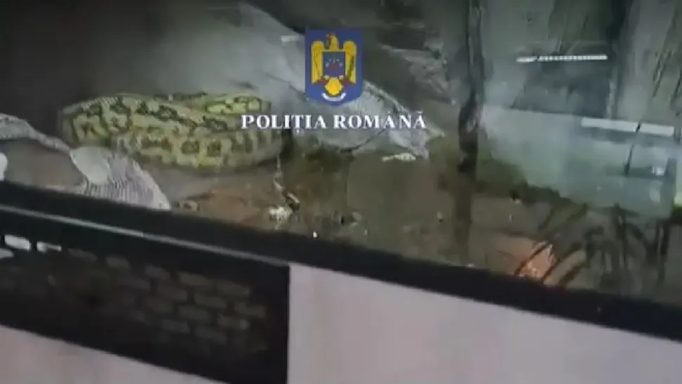 Descoperire ȘOCANTĂ într-un apartament din Ploiești: peste 150 de animale, între care șerpi veninoși și tarantule în grija unui bărbat