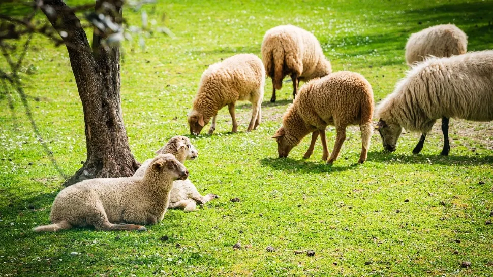 Exportul de oi și capre este INTERZIS până în septembrie. Lovitură pentru ciobani