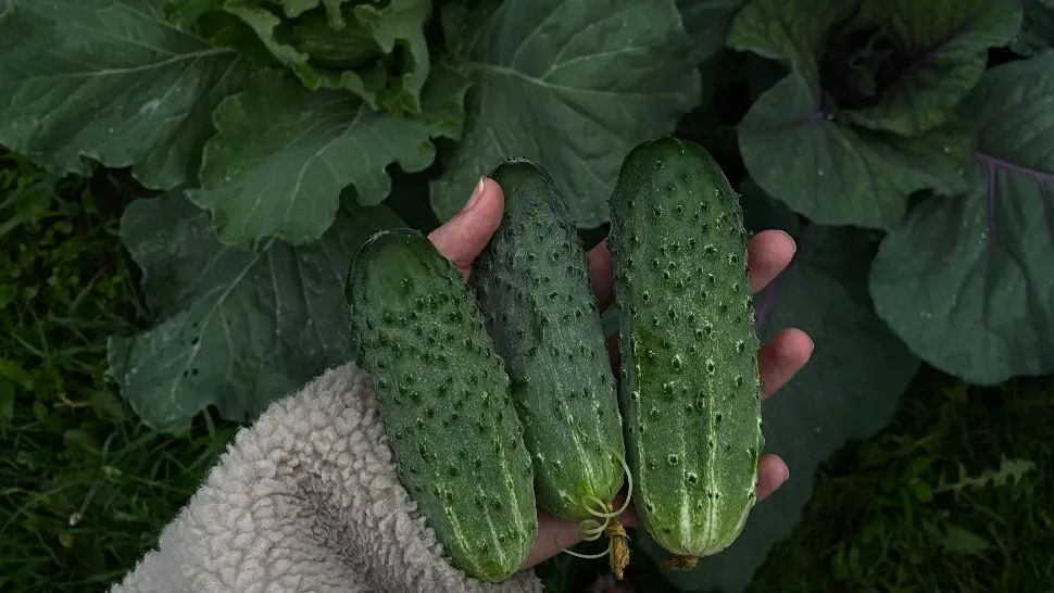 Soluția perfectă pentru a avea o recoltă bogată de castraveți. Necesită doar două ingrediente