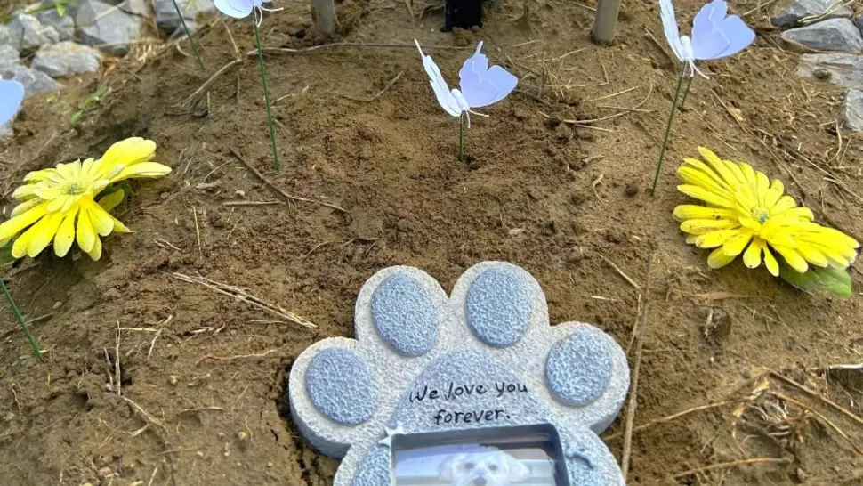Unde se află cimitirul animalelor din România. Stăpânii vin aici să își amintească de cei care le-au înseninat viața 
