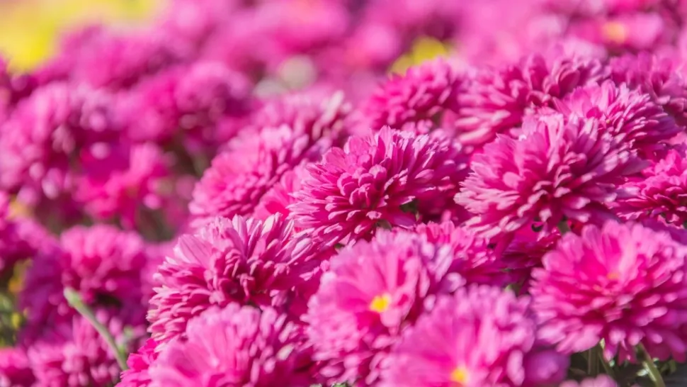 Ce să pui la rădăcina crizantemelor în iunie ca să înflorească spectaculos în toamnă. Trucuri și sfaturi de la florarii profesioniști