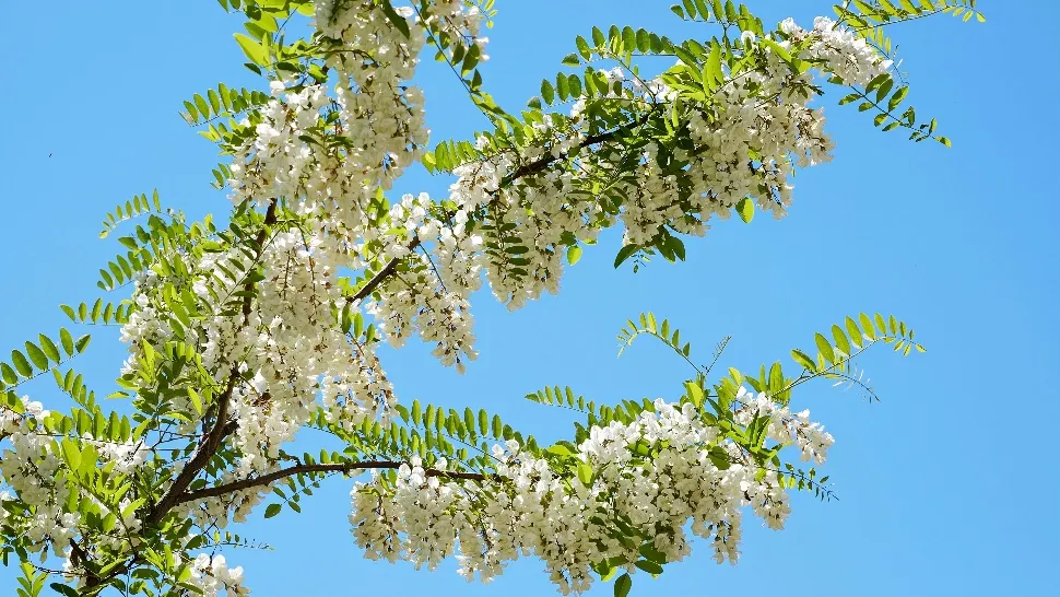 Florile cu cel mai puternic efect de relaxare și anti-stres. În luna mai este sezonul lor. Întrebuințări și beneficii pe care TREBUIE să le cunoști