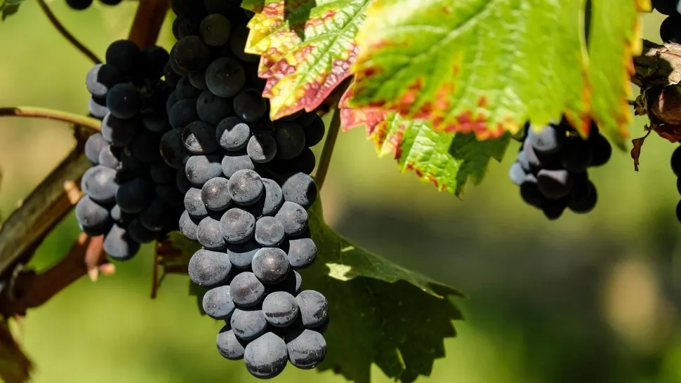 Soluția naturală care îndulcește strugurii: un remediu vechi, redescoperit în grădinile moderne. Cu ce stropeau bunicii vița de vie?