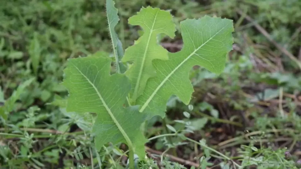 Ce foloseau strămoșii în loc de algocalmin. Cel mai bun analgezic natural, care crește peste tot
