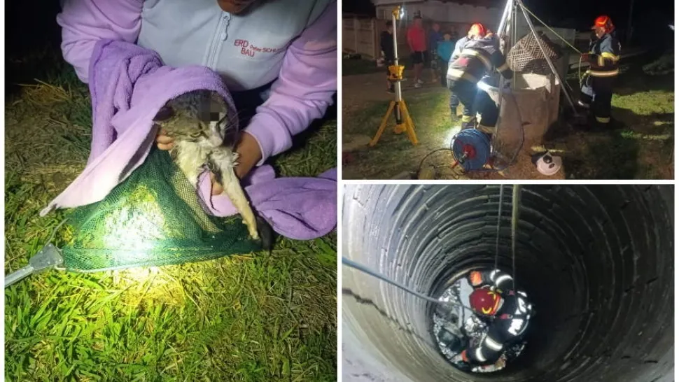 Două pisici, salvate de pompieri dintr-o fântână. Pluteau pe o bucată de polistiren- FOTO