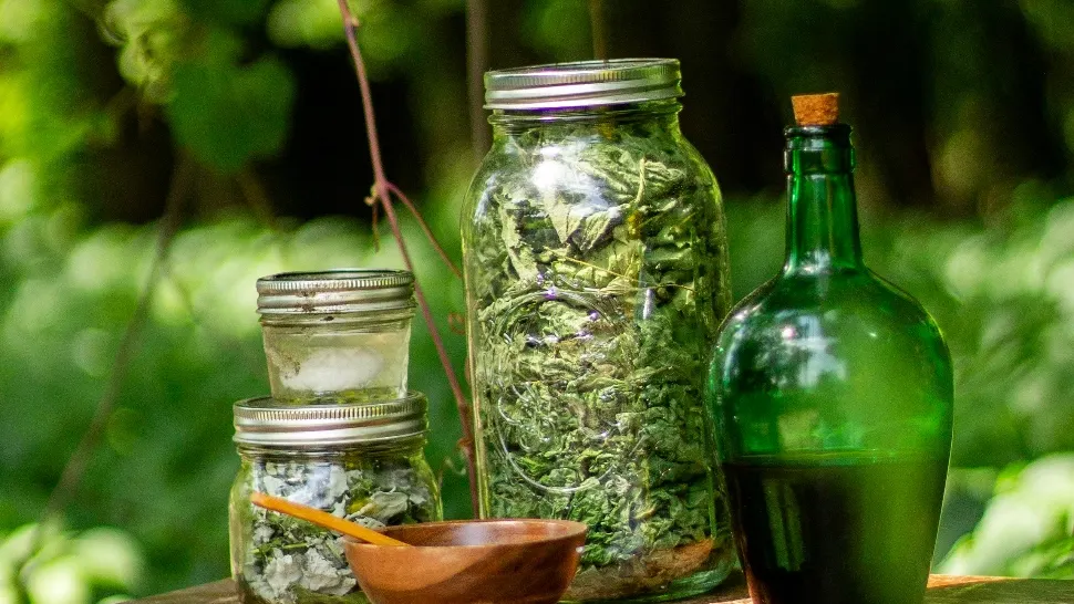 Plante medicinale care se culeg în luna mai. De ce trebuie să le ai în cămara ta pe tot parcursul anului?