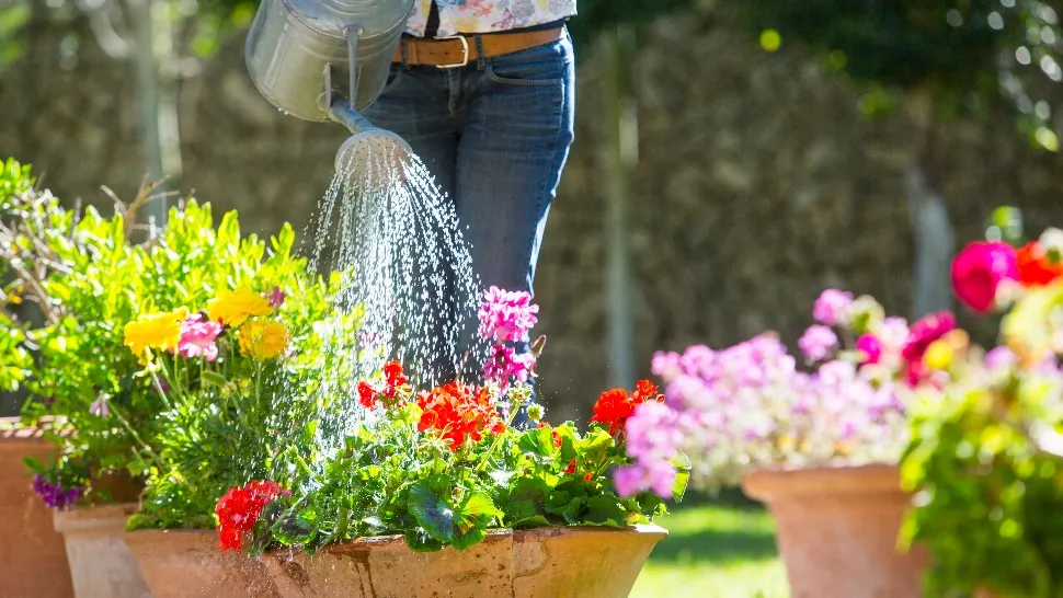 Pastila care ajută plantele să crească. Piseaz-o și pune-o în apa cu care le uzi: rezultate uimitoare 