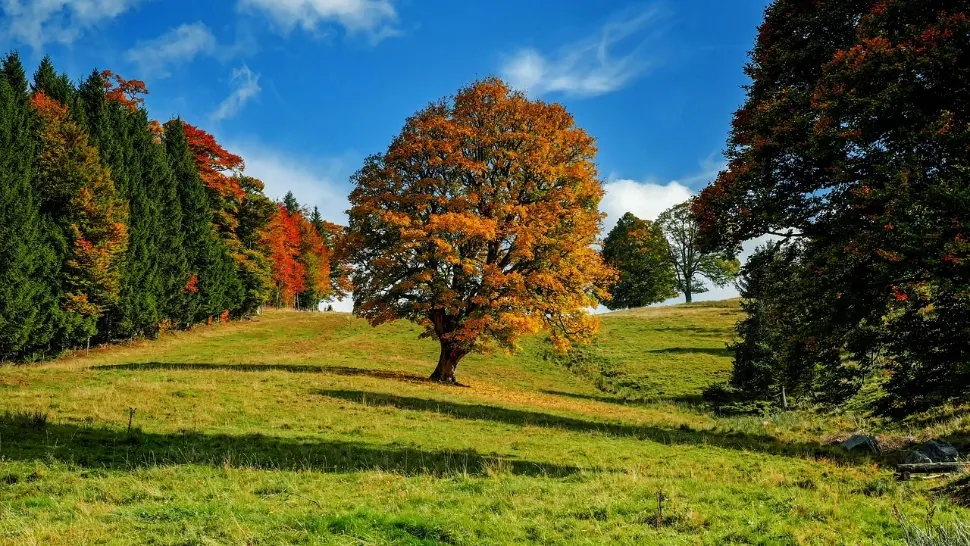 Arbori pe care NU ar trebui să-i plantezi în curtea casei. Te pot îmbolnăvi