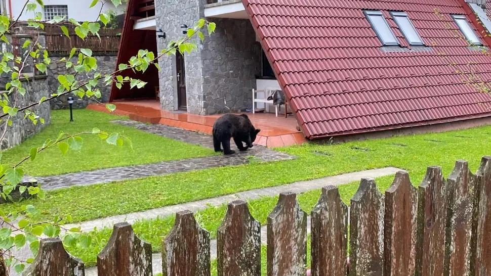 Urs „ieșit” la plimbare pe bulevardul Ferdinand, în centrul stațiunii Sinaia. A fost emis un mesaj Ro-Alert