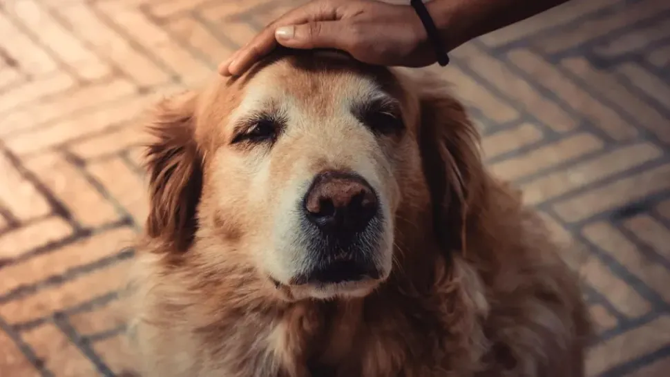 Motivul pentru care nu trebuie să mângâi un câine pe cap. Greșeala periculoasă pe care mulți o fac 