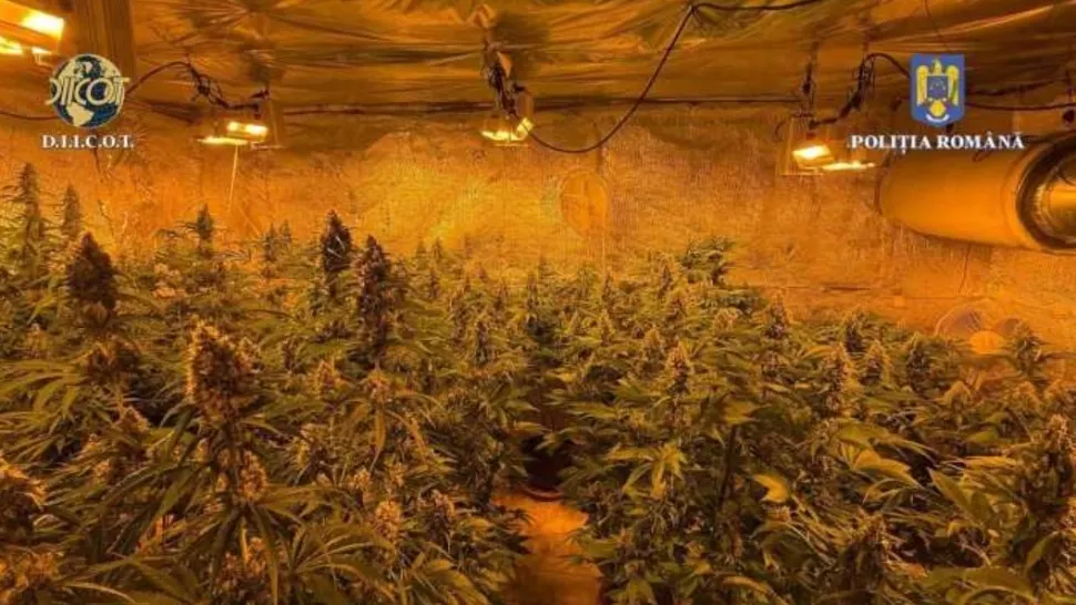 Un vâlcean s-a apucat de „grădinărit”. L-a prins poliția cu 40 de plante de canabis în bătătură
