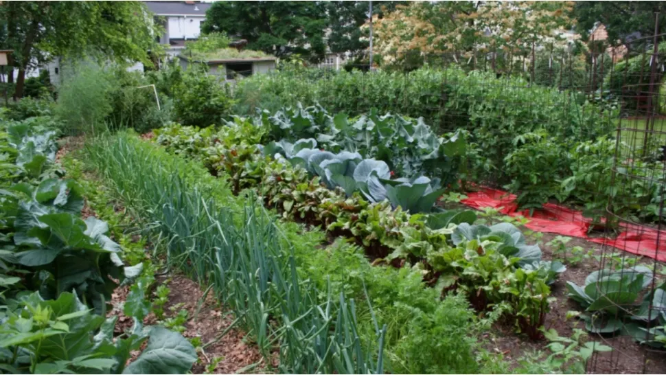 Legumele pe care poți să le cultivi în luna iulie. Iată ce trebuie să faci ca să ai o recoltă bogată 