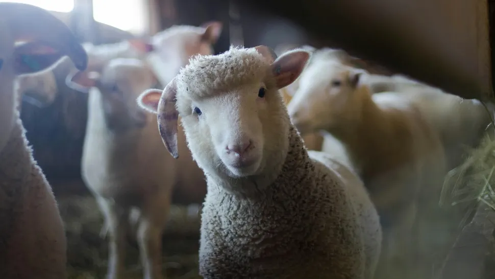 Caz șocant în Germania. Un român sacrifica oi într-un apartament închiriat. Animalele au fost furate dintr-un parc natural