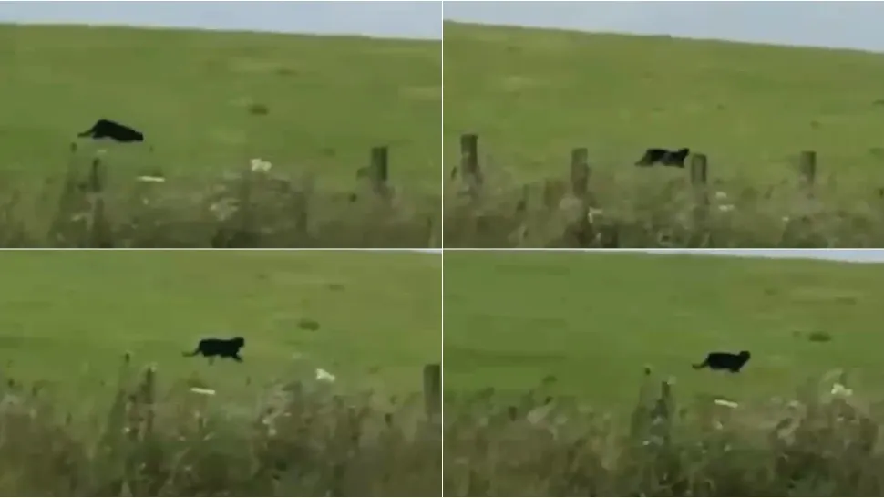Poliția a fost alertată, după ce pantera neagră căutată în Bulgaria ar fi fost văzută în Giurgiu. Ce spun oamenii legii