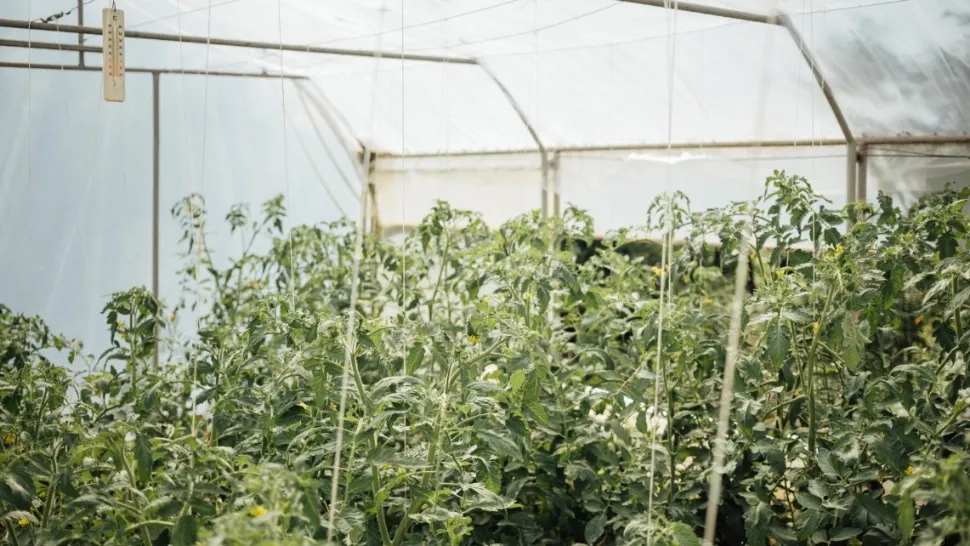 Bolojan începe vânătoarea de "ciocoi" din agricultură. Ce taxe le pune guvernul micilor fermieri?