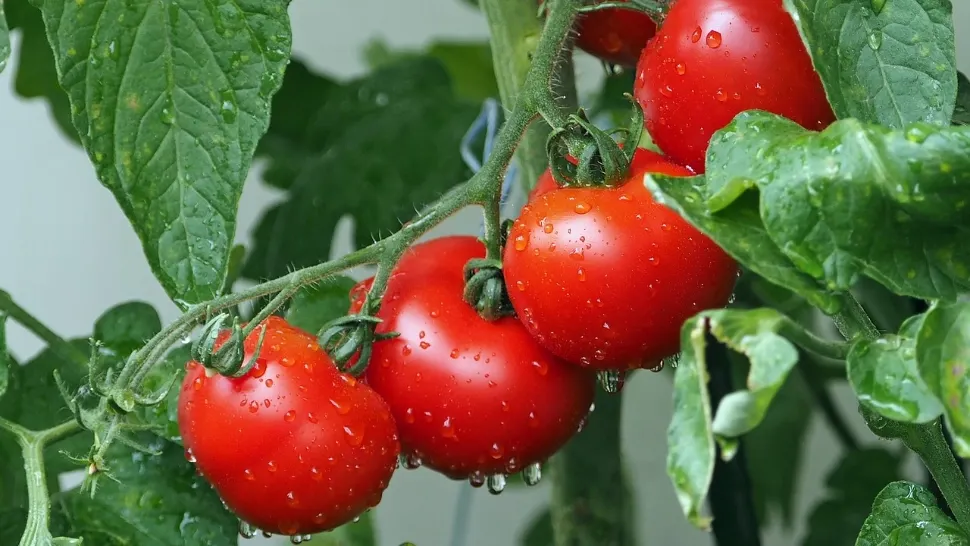 Cum să-ți dublezi recolta de roșii cu doar două ingrediente la îndemână. Secretul fermierilor bogați