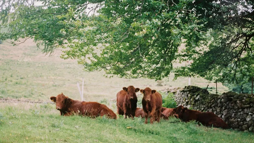 Cum se resimte canicula în cazul animalelor și cum le poți ajuta (P)