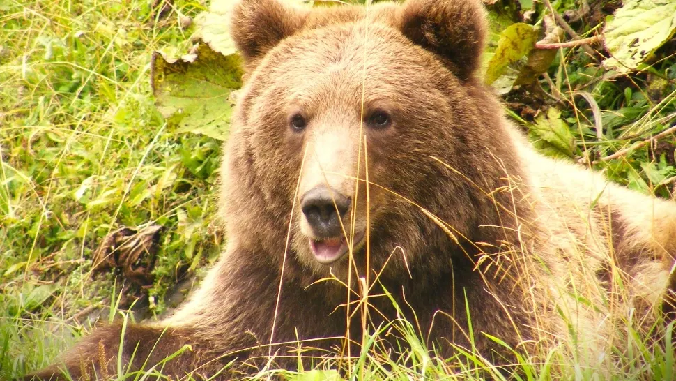 Cioban atacat de urs în Munții Făgăraș! Bărbatul a fost rănit la picior 
