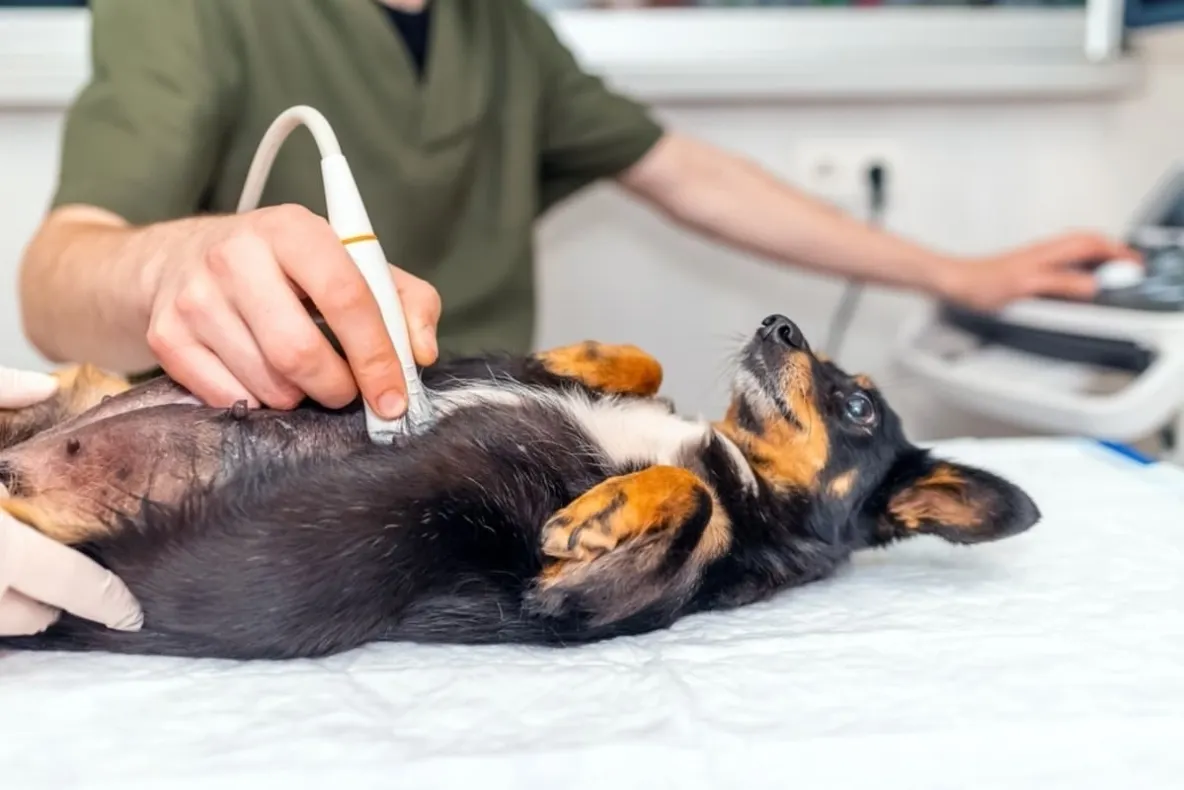 Cum influențează dieta corectă rezultatele ecografiei abdominale la animale? (P)