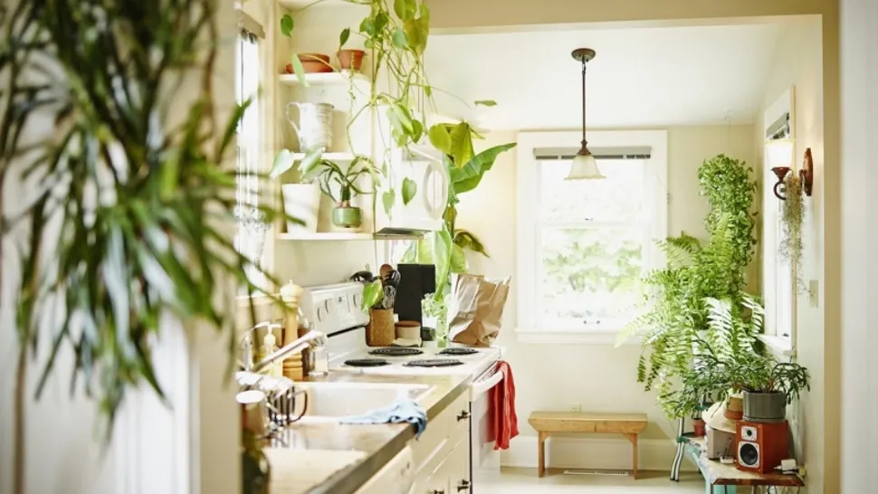 Planta pe care trebuie să o pui pe blatul de la bucatarie. Vei atrage norocul și prosperiateatea în casa ta