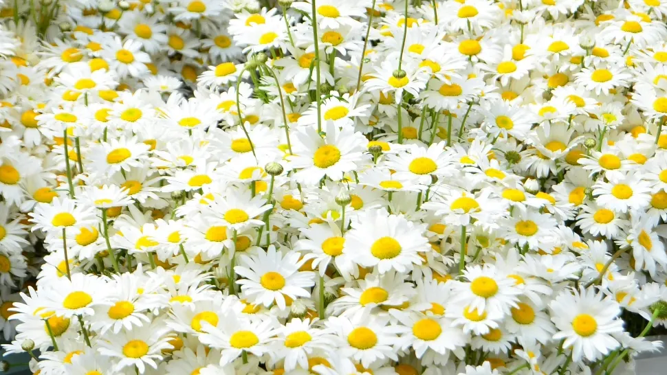 Florile care te scapă de buruieni. Ce trebuie să ai neapărat în grădină!