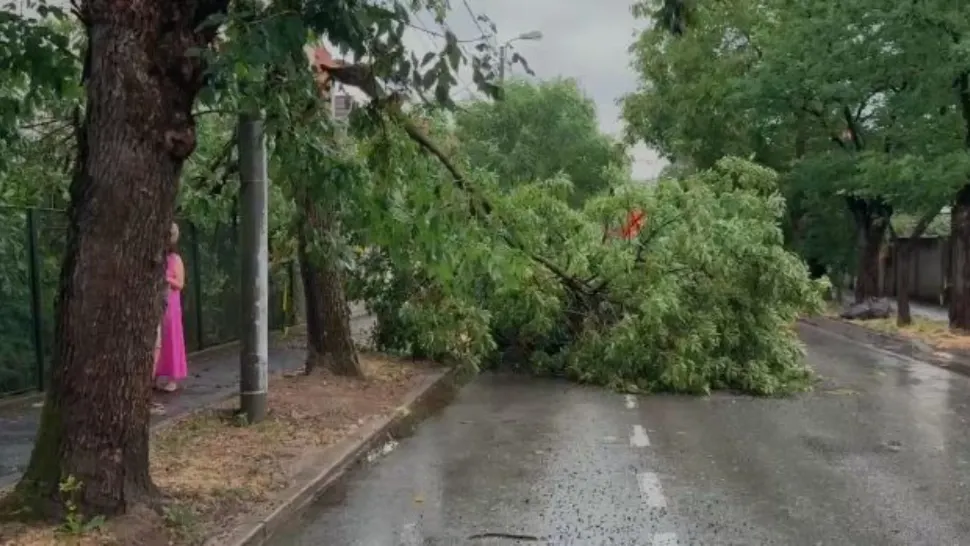 Vijelia a făcut prăpăd în Timiș. Acoperiş căzut peste un copil de 10 ani şi mai mulţi copaci prăbuşiţi peste maşini sau drumuri