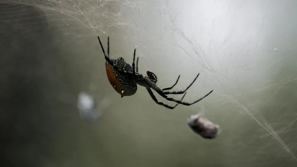 Cum să alungi păianjenii din casă folosind metode naturale