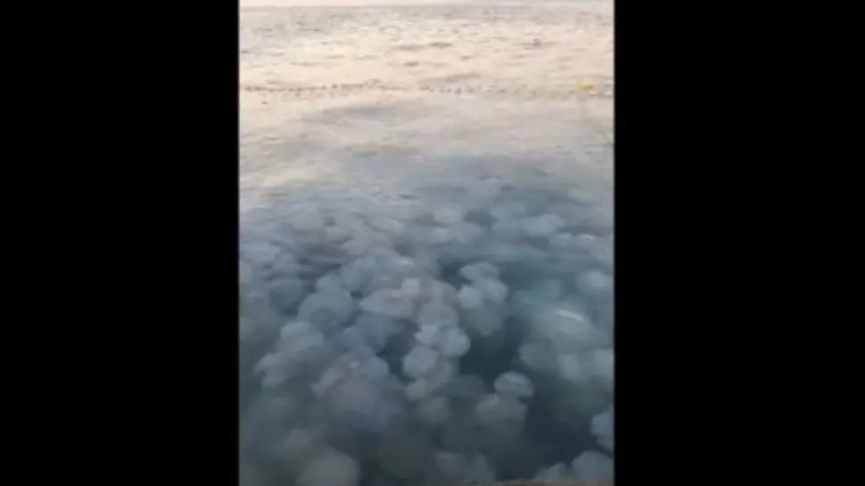 Invazie de meduze uriașe în Portul Agigea! Pescarii au găsit plasele pline - FOTO/VIDEO