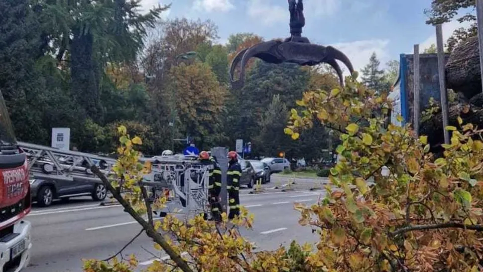 Muncitor rănit, în Brașov, în timp ce toaleta copacii: un arbore a căzut peste el