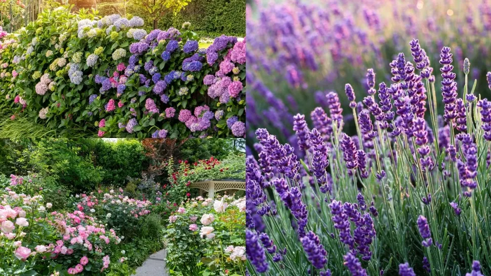  Top 5 plante pe care nu trebuie să le cureți toamna. Experții în horticultură au dezvăluit motivul
