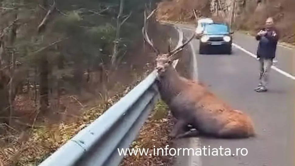 Imagini cutremurătoare la Suceava: un cerb rănit zace pe carosabil, după ce ar fi fost atacat de lupi
