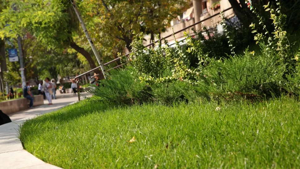 Primarul Sectorului 3 salută inițiativa Ministerului Mediului de înăsprire a sancțiunilor pentru distrugerea spațiilor verzi urbane