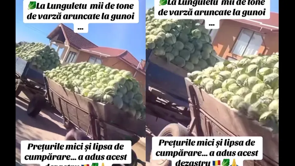 Tone de varză ajung la gunoi, fermierii sunt disperați. „Dacă vinzi varza cu 0,30 de bani, înseamnă faliment”