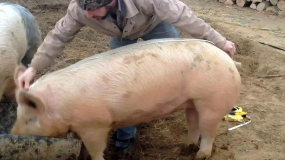 Cum afli greutatea porcului fără cântar. Este nevoie doar de o RULETĂ