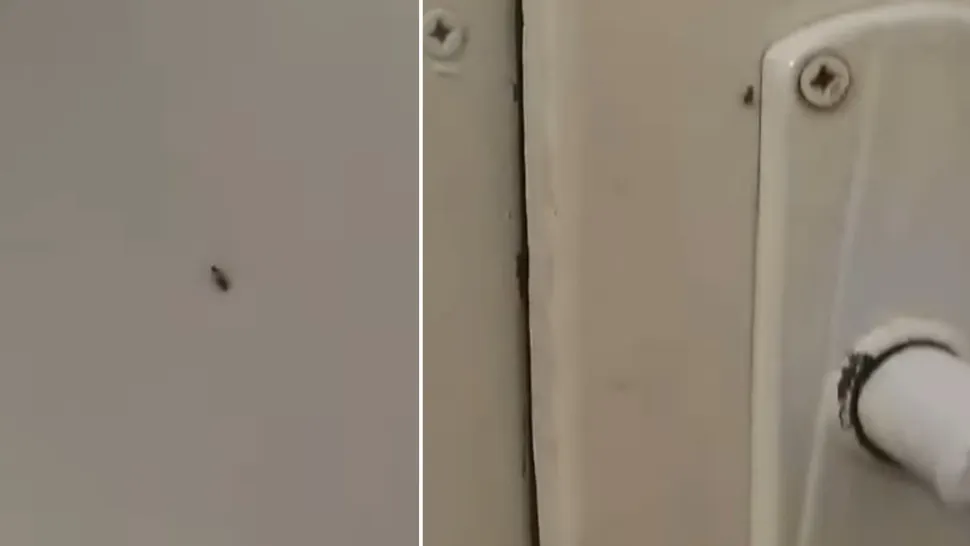 Gândacii colcăie în voie în Spitalul Municipal Sebeș. Managerul susține că era „doar un pui”. Video