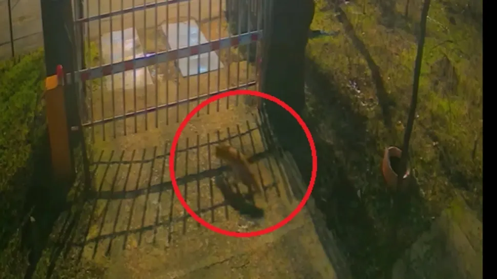 Imagini inedite din inima Capitalei: trei vulpi, „vizitatori” nocturni la Muzeul Antipa. Cum explică specialiștii situația VIDEO