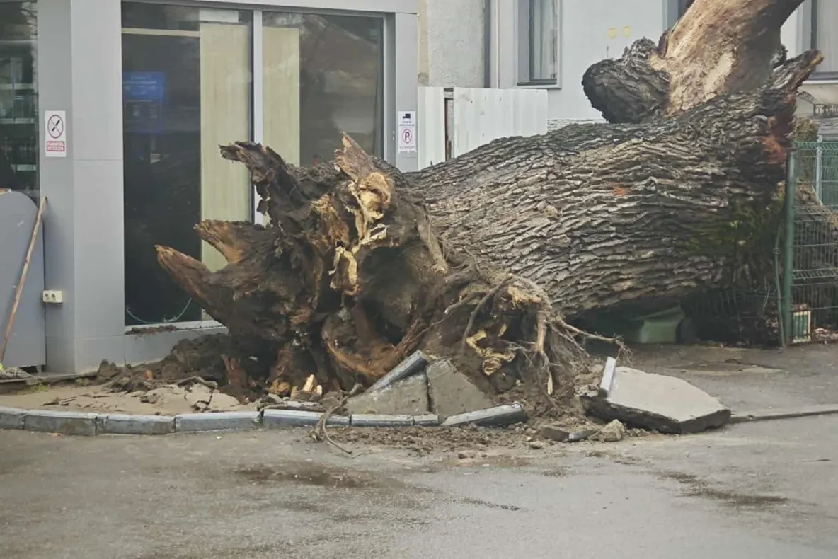 Sfârșitul unui simbol. Ultimul martor al Codrilor Vlăsiei, stejarul secular din București, s-a prăbușit: care ar fi fost cauzele FOTO