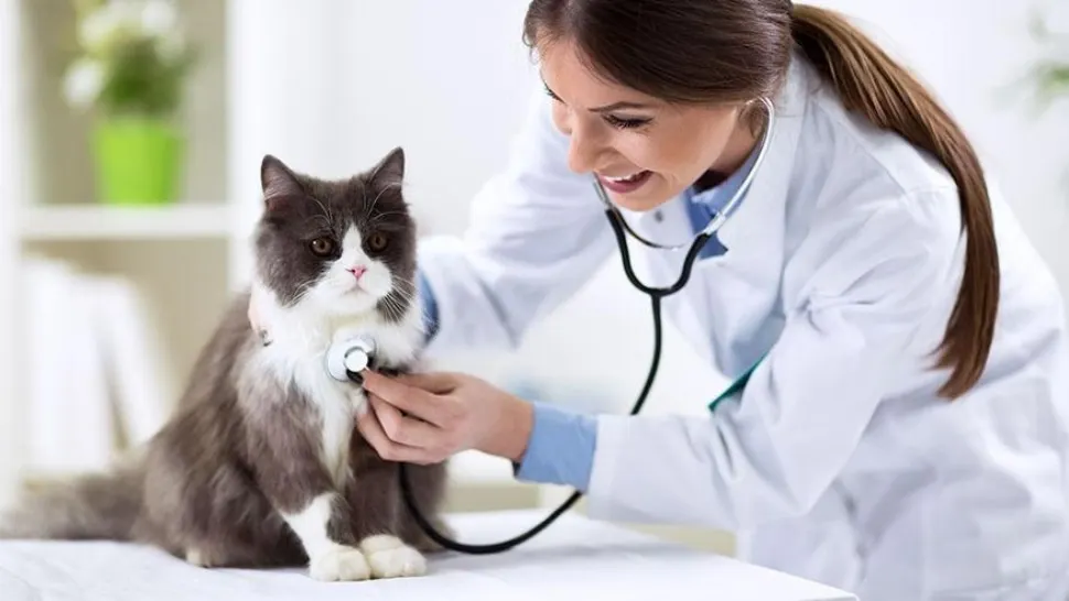 Cabinetele veterinare, în pericol de închidere după o decizie a Guvernului. Medicii amenință: Animalele vor avea de suferit!