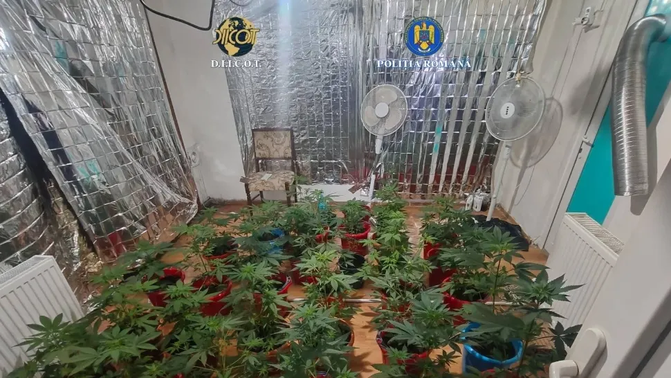 Percheziții antidrog în Drobeta Turnu Severin și Breznița-Ocol: plante de canabis și droguri pregătite pentru vânzare, ridicate de anchetatori