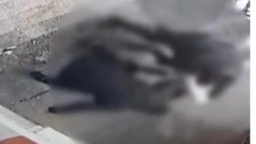 Bărbat bătut de doi indivizi la ieșirea din Spitalul Obregia. Agresorii, care au folosit și un cuțit, reținuți