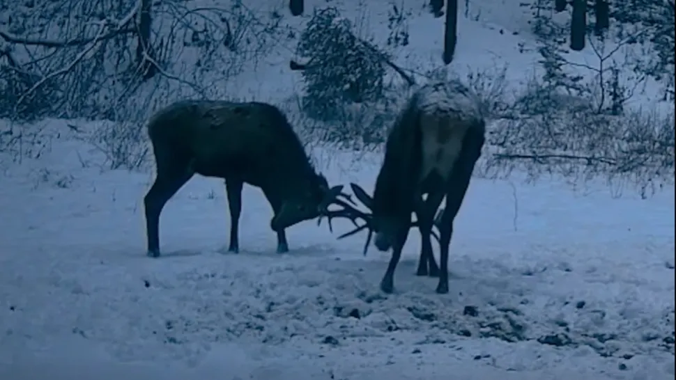 Imagini inedite într-o pădure administrată de Ocolul Silvic Mălini. Doi cerbi tineri, filmaţi când îşi testează forţa coarnelor -VIDEO 