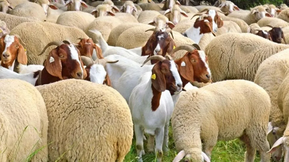 Televiziunea Poporului, alături de fermierii cărora statul le-a confiscat sute de animale. Luis Lazarus le-a donat oi oamenilor care au rămas fără nimic  