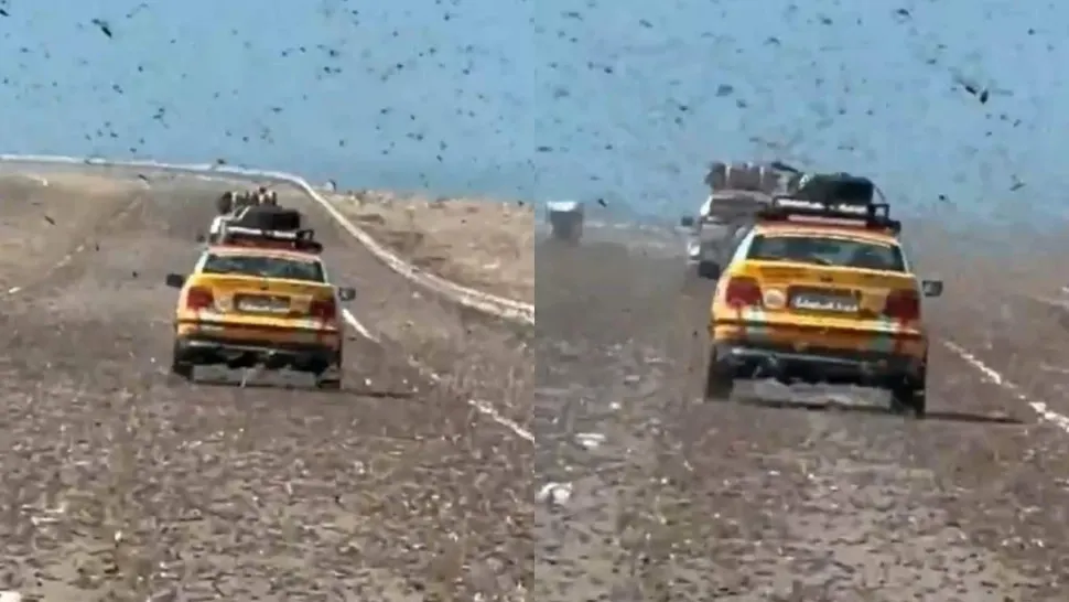 Imagini apocaliptice pe o autostradă din Sahara: un stol uriaș de lăcuste a blocat traficul